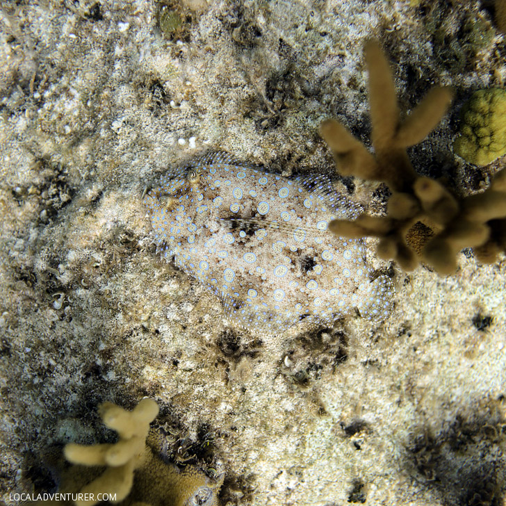 5 Quick Underwater Photography Tips for Better Travel Photos.