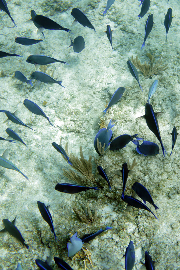 5 Quick Underwater Photography Tips for Better Travel Photos.
