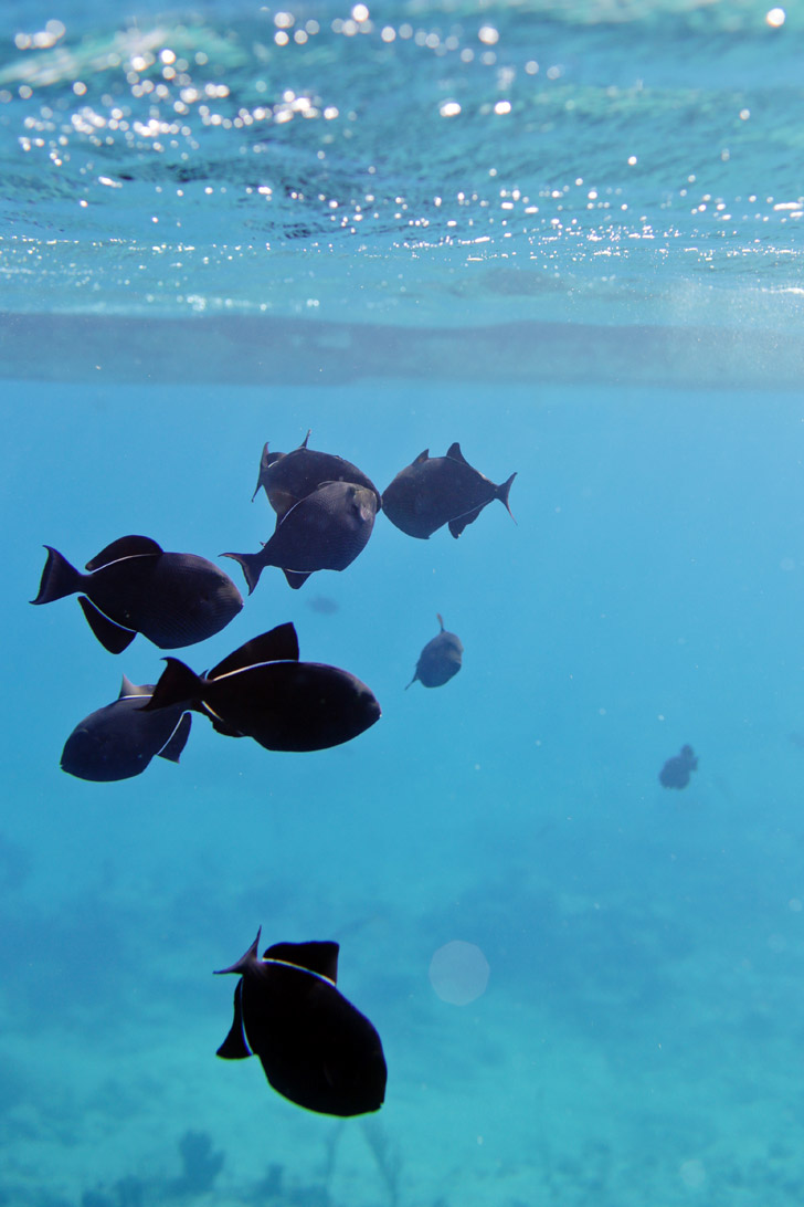 5 Quick Underwater Photography Tips for Better Travel Photos.