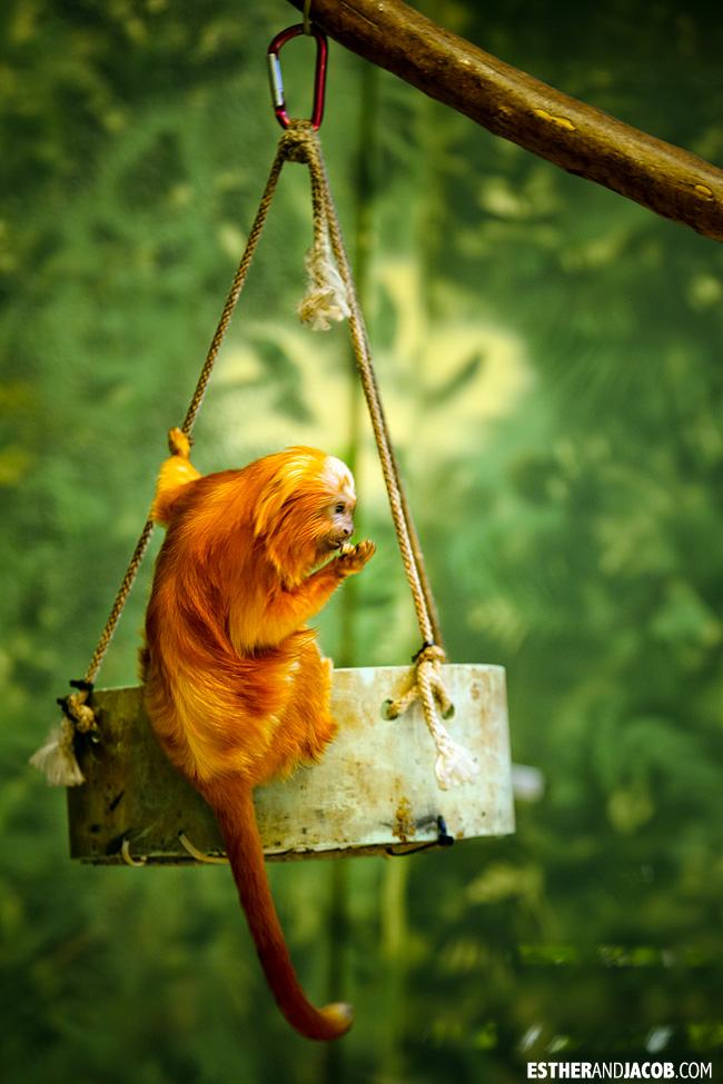 golden lion tamarin zoo atlanta