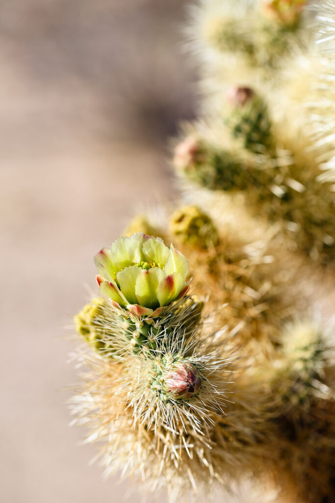 Cholla Cactus Garden Joshua Tree National Park CA // localadventurer.com