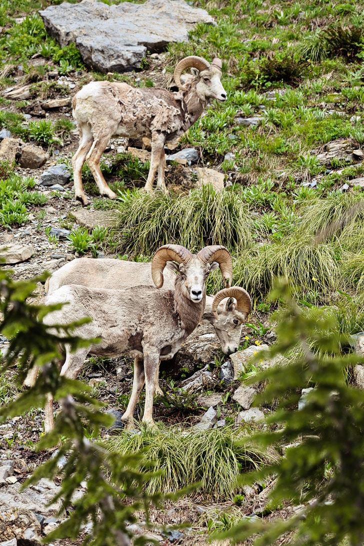 Glacier National Park + 101 Breathtaking Things to Do in Montana for Anyone Who Craves Adventure // Local Adventurer #montana #adventure