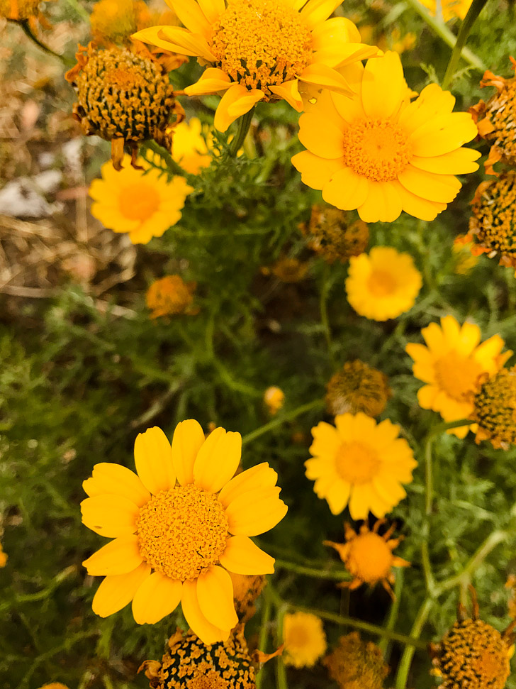 5 Quick iPhone Photography Tips to Take Better Photos // localadventurer.com