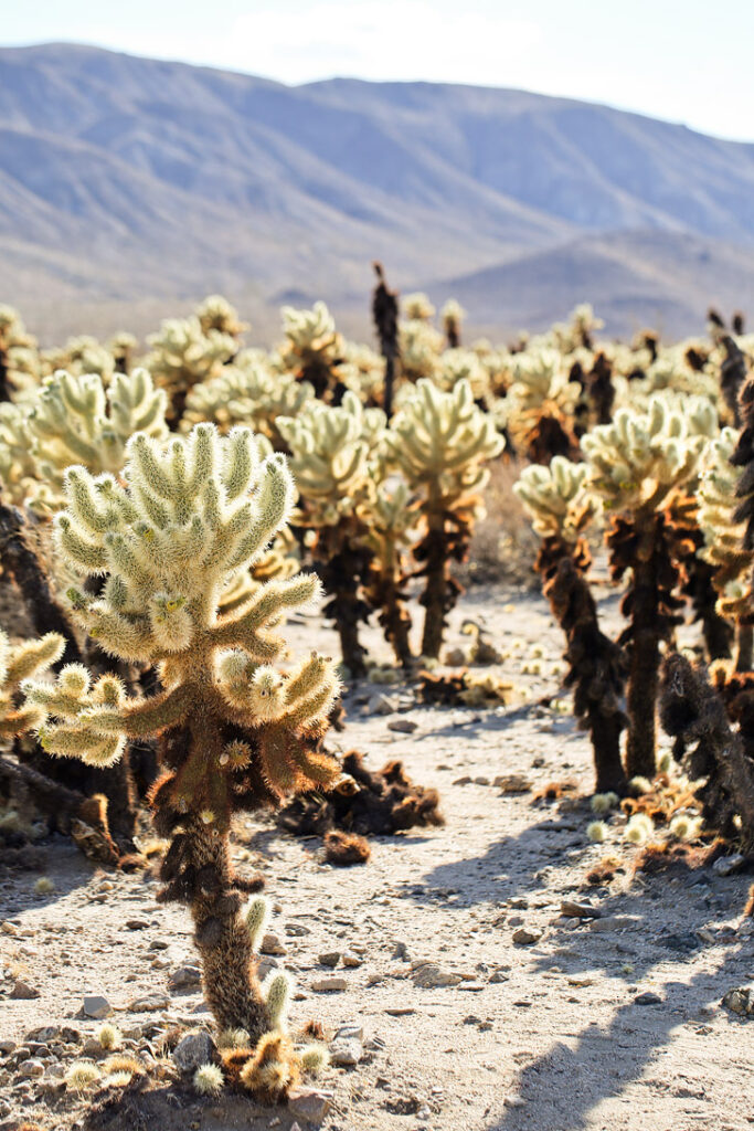 Cholla Cactus Garden Joshua Tree National Park CA // localadventurer.com