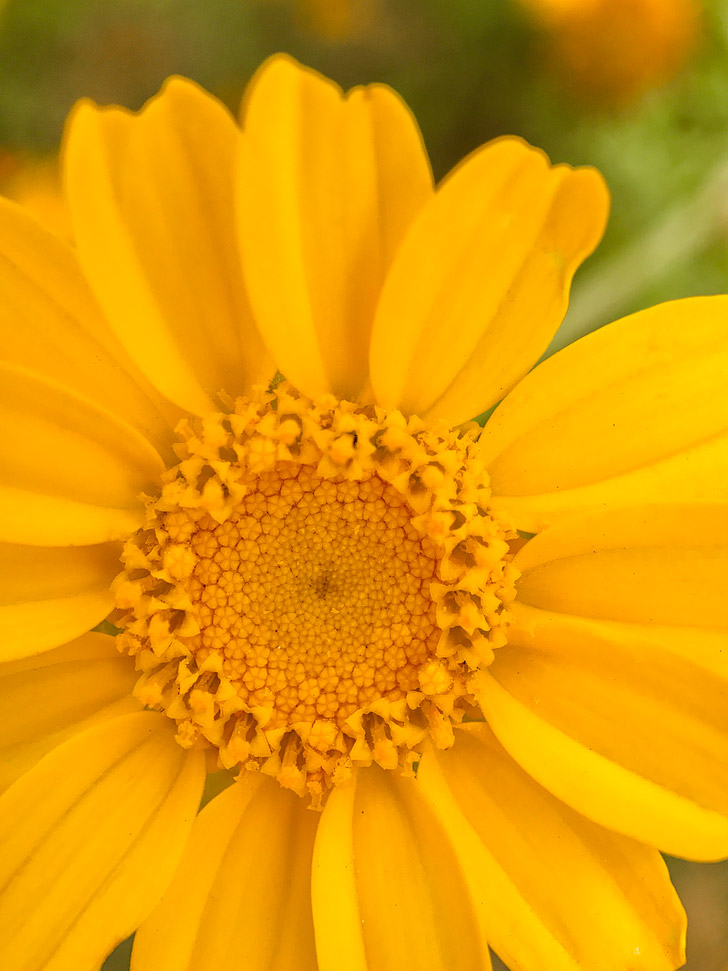 5 Quick Mobile Photography Tips to Take Better Photos // localadventurer.com