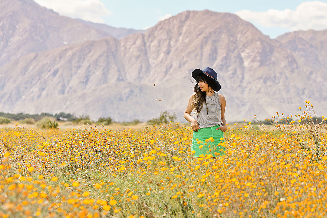 Anza Borrego Super Bloom + Best Places to Find California Wildflowers in Socal