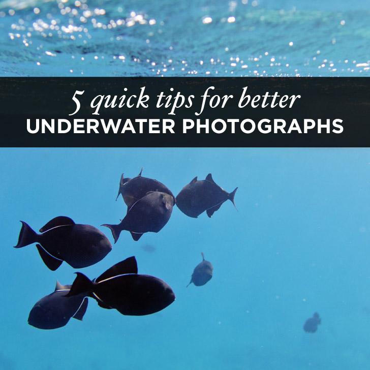 You are currently viewing How to Take Photos Underwater