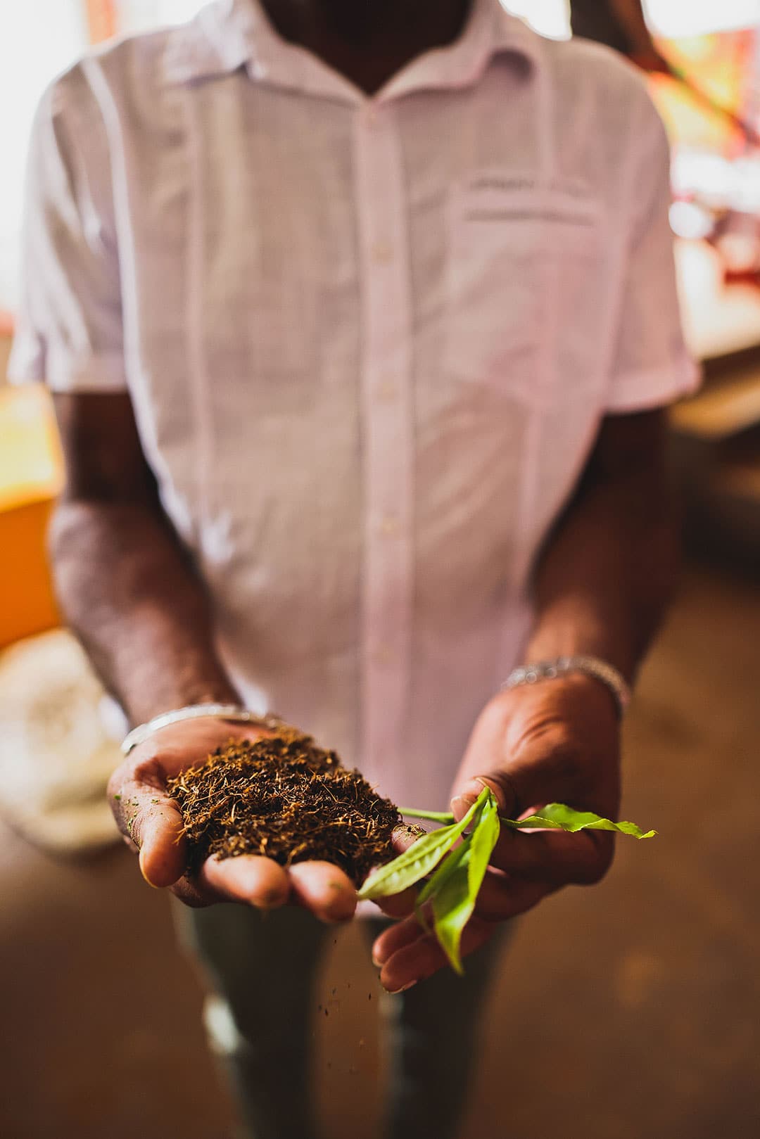 bois cheri tea factory + 15 best things to do in mauritius