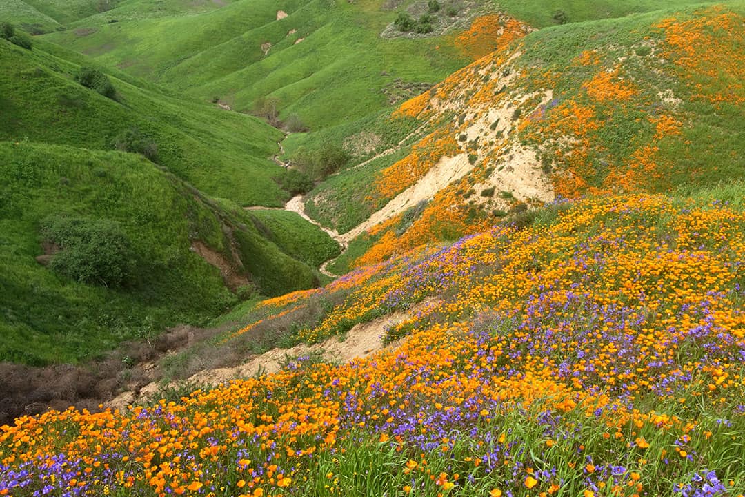 chino hills state park superbloom