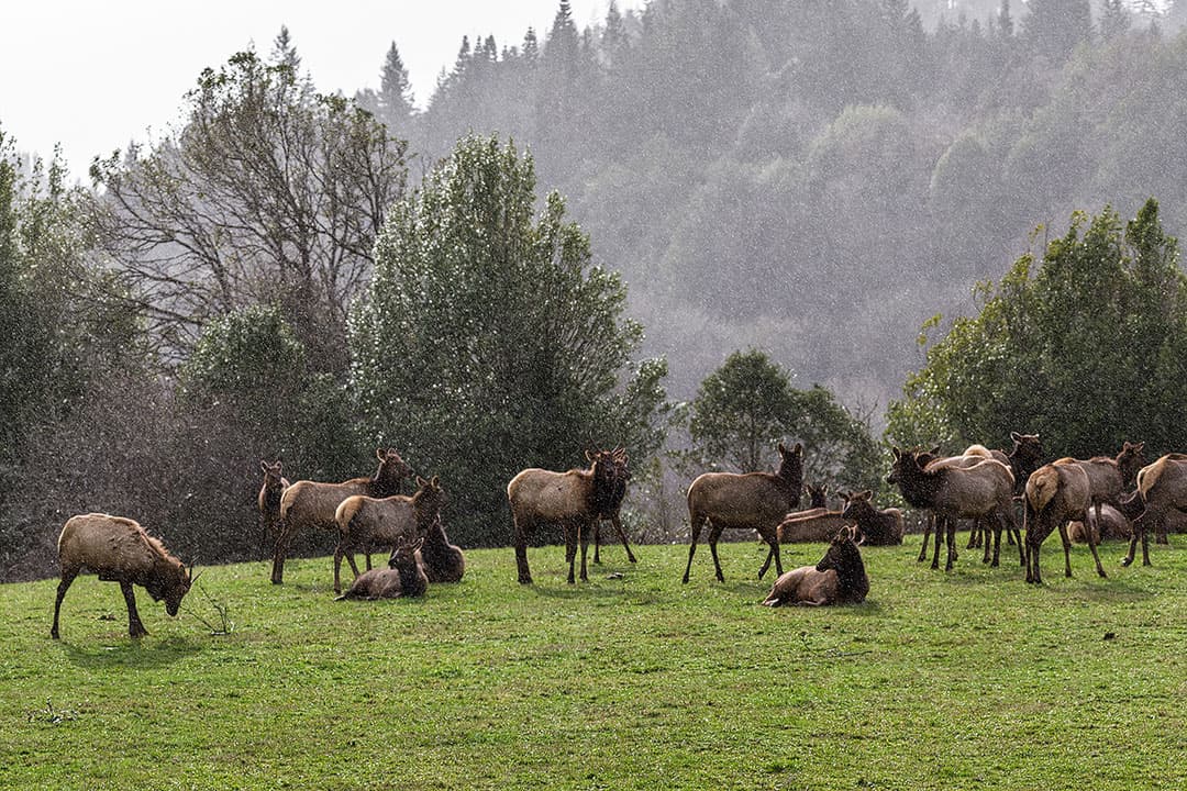 dean creek elk viewing area