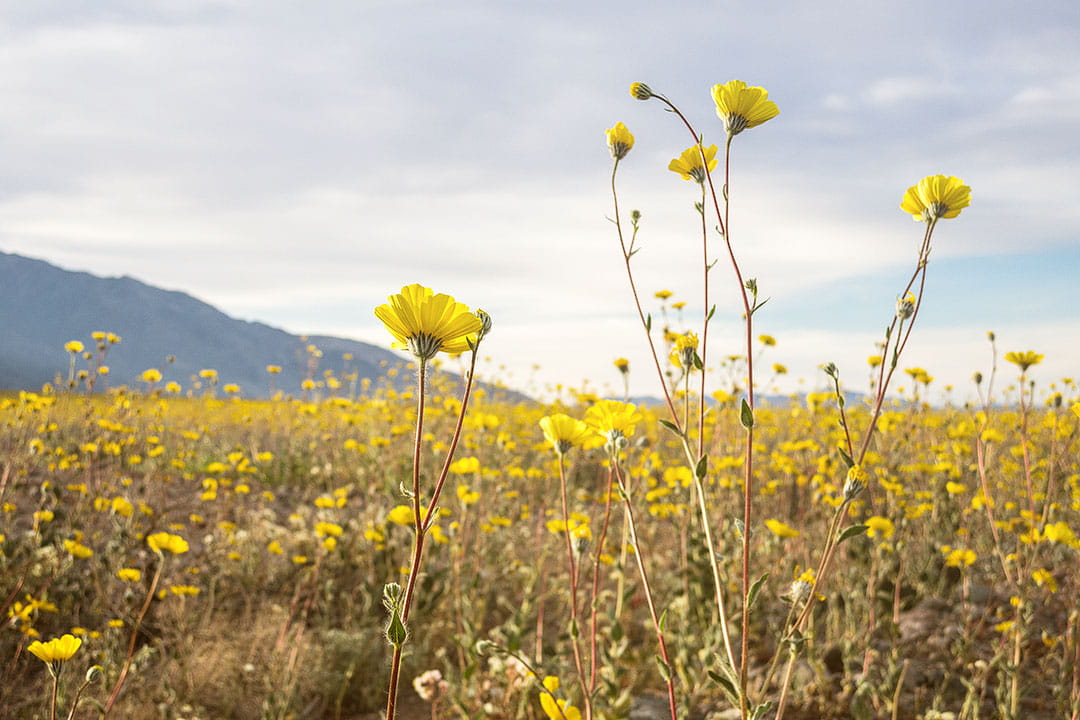 Death Valley Superbloom + 15 Best Things to Do in Death Valley National Park California