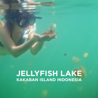 Swimming with Stingless Jellyfish at Jellyfish Lake Kakaban Island Indonesia // localadventurer.com