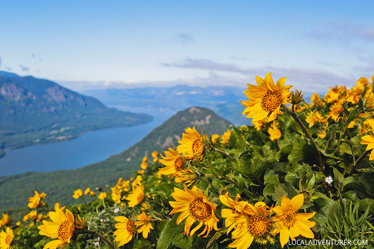 Dog Mountain Hike, Columbia River Gorge, Washington + 15 Best Wildflower Hikes in the Pacific Northwest // localadventurer.com