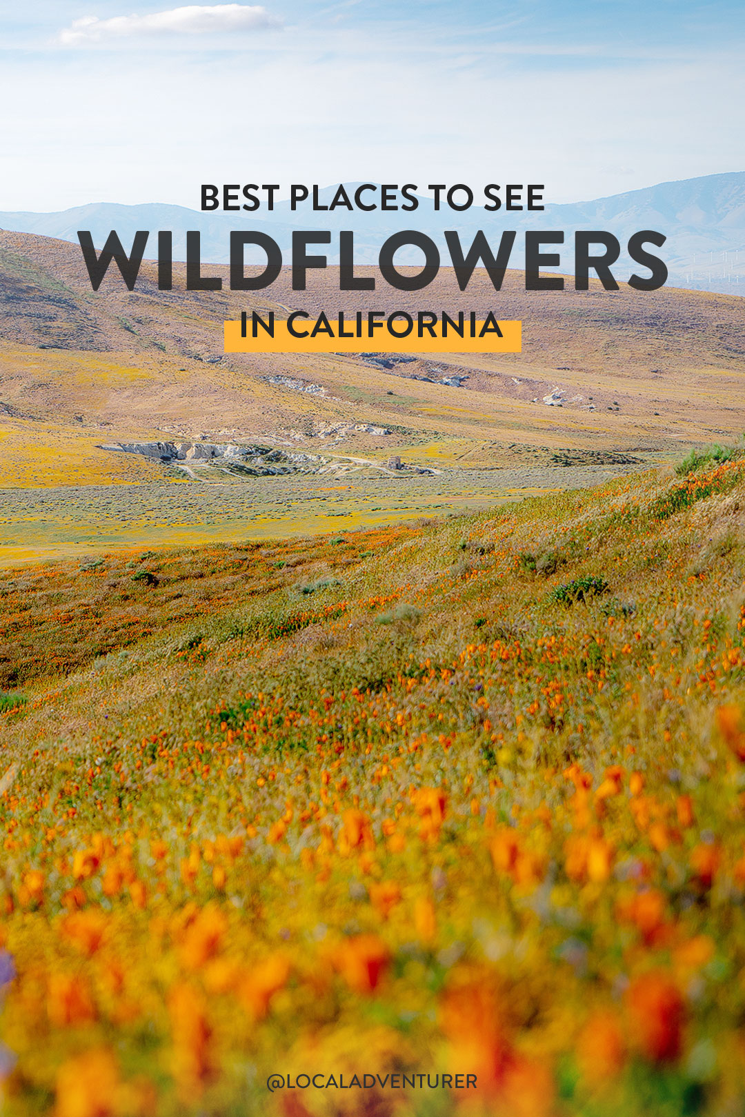 11 Breathtaking Flower Fields in Southern California to Visit This Spring
