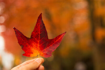 Where to See Georgia Fall Foliage + 13 Fall Activities and Pumpkin Patches in Georgia You Can't Miss // Local Adventurer #georgia #fall #autumn #fallactivities #falltravel