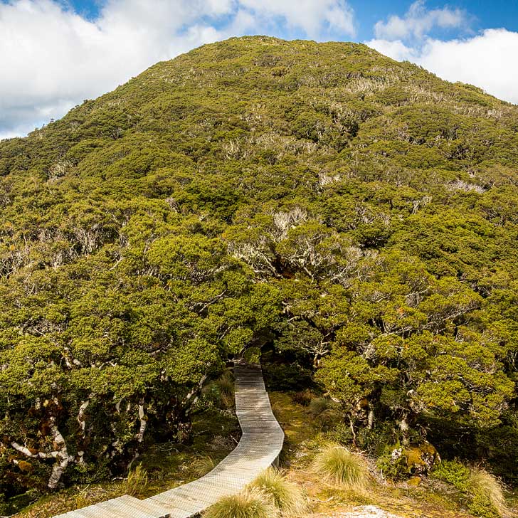 Hump Ridge Track New Zealand + Best Hiking Trails in the World to Put on Your Bucket List (photo: Harald Selke) // localadventurer.com