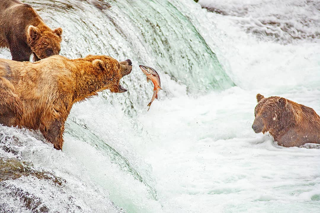 Katmai + USA Bucket List Travel to These 101 Destinations