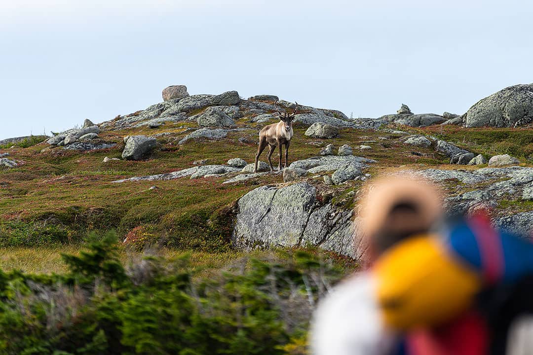 long range traverse gros morne