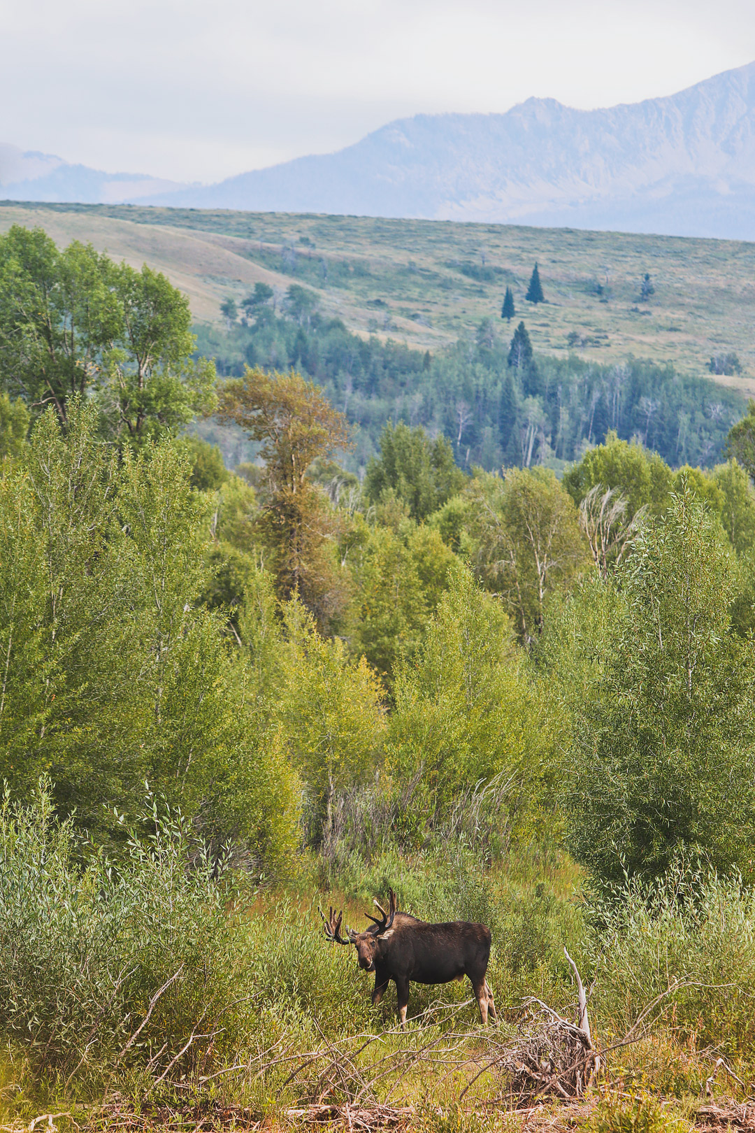Moose Wilson Road - One of your best chances of spotting Moose in Grand Teton National Park Wyoming // Local Adventurer #wyoming #wy #usa #travel #outdoors #hiking #adventure #grandteton #moose #wildlife