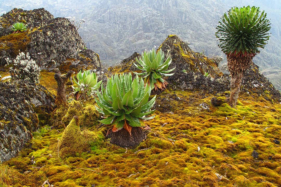Mountains of the Moon Uganda Hike