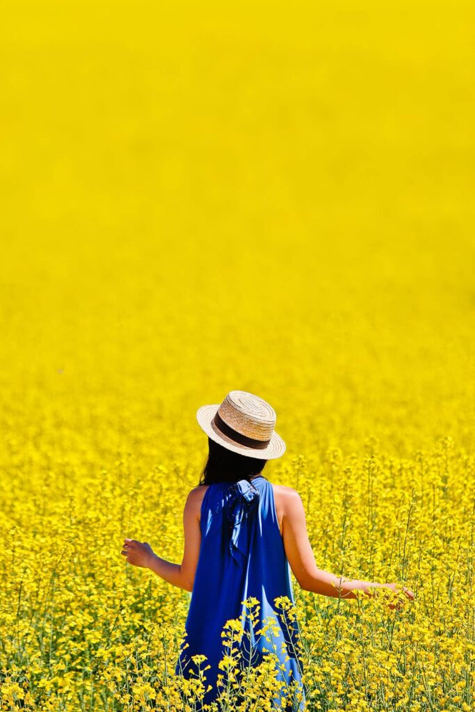 mustard fields near me