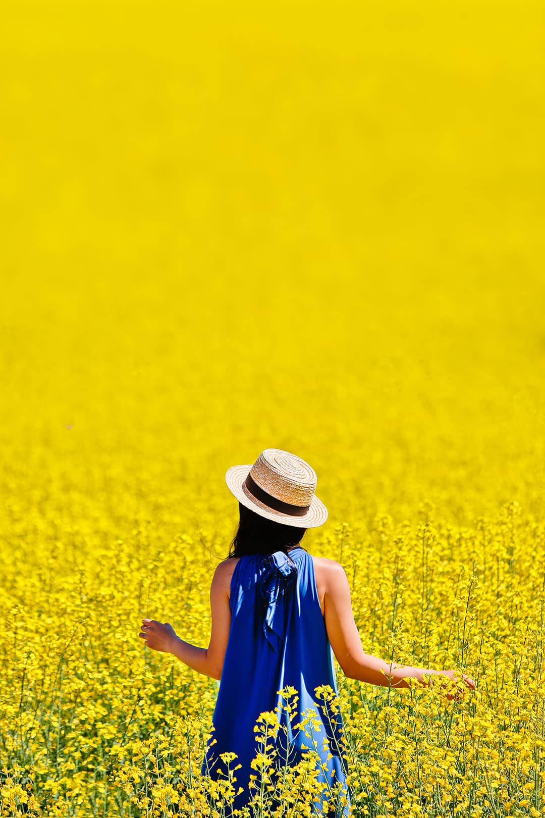 mustard fields near me