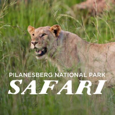 Pilanesberg National Park Safari - an Amazing Day Trip from Johannesburg South Africa // localadventurer.com