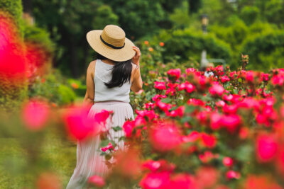 Are you visiting Portland in the summer? Portland Oregon is commonly called the City of Roses or Rose City. Check out this article to see where to find the roses • All the best rose gardens in Portland you need to visit • Best season and time to visit • Includes International Rose Test Garden, Peninsula Park, and More // Local Adventurer #pdx #portland #pnw #oregon #roses
