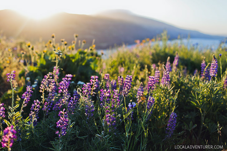 Rowena Plateau Hike + Best Wildflower Hikes in Oregon and Washington // localadventurer.com