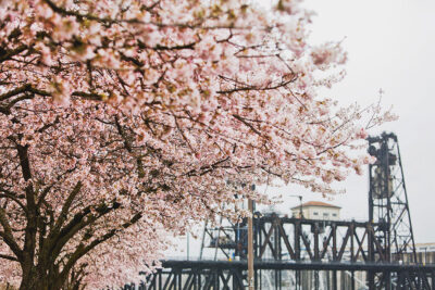 Tom McCall Waterfront Park Cherry Blossoms // Local Adventurer #pdx #portland #oregon