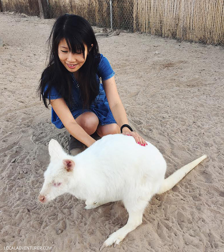 Albino Kangaroo at Roos n More Zoo in Las Vegas NV.